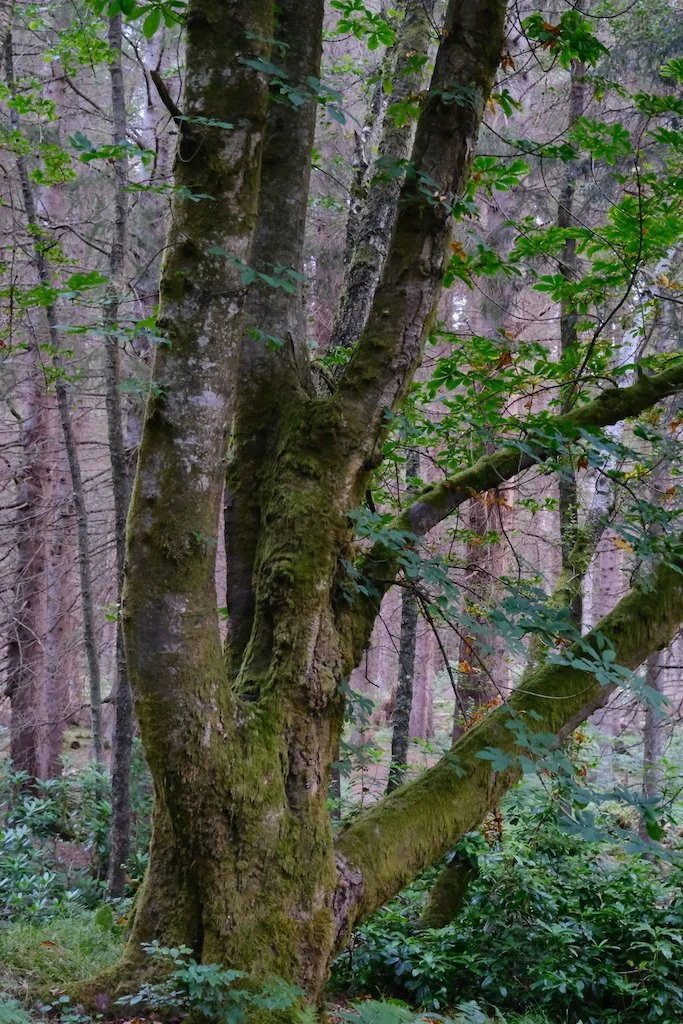 tree within sidwood kielder forest
