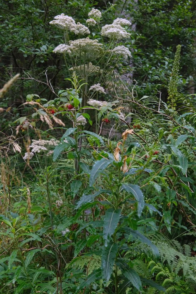 DSCF4147.JPG