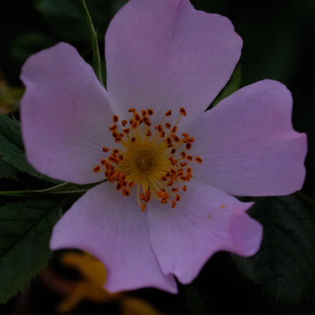 DSCF3843.JPG