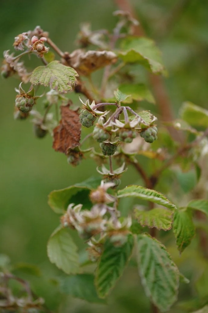 DSCF4044.JPG