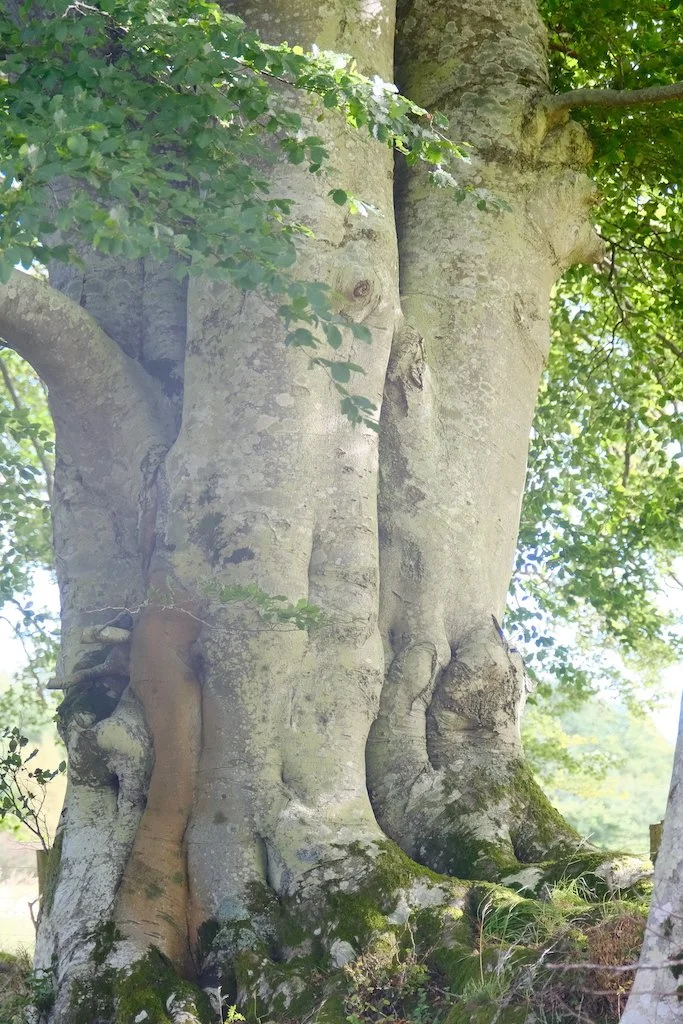 meet a tree in Holystone woods Coquetdale Northumberland