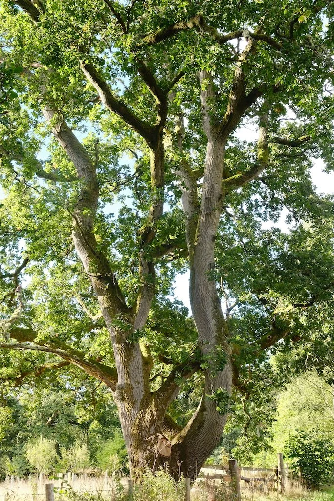 meet a tree in Holystone woods Coquetdale Northumberland