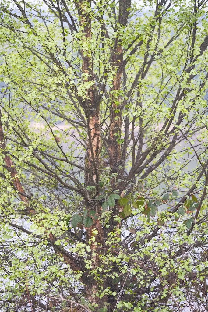 DSCF3205.JPG