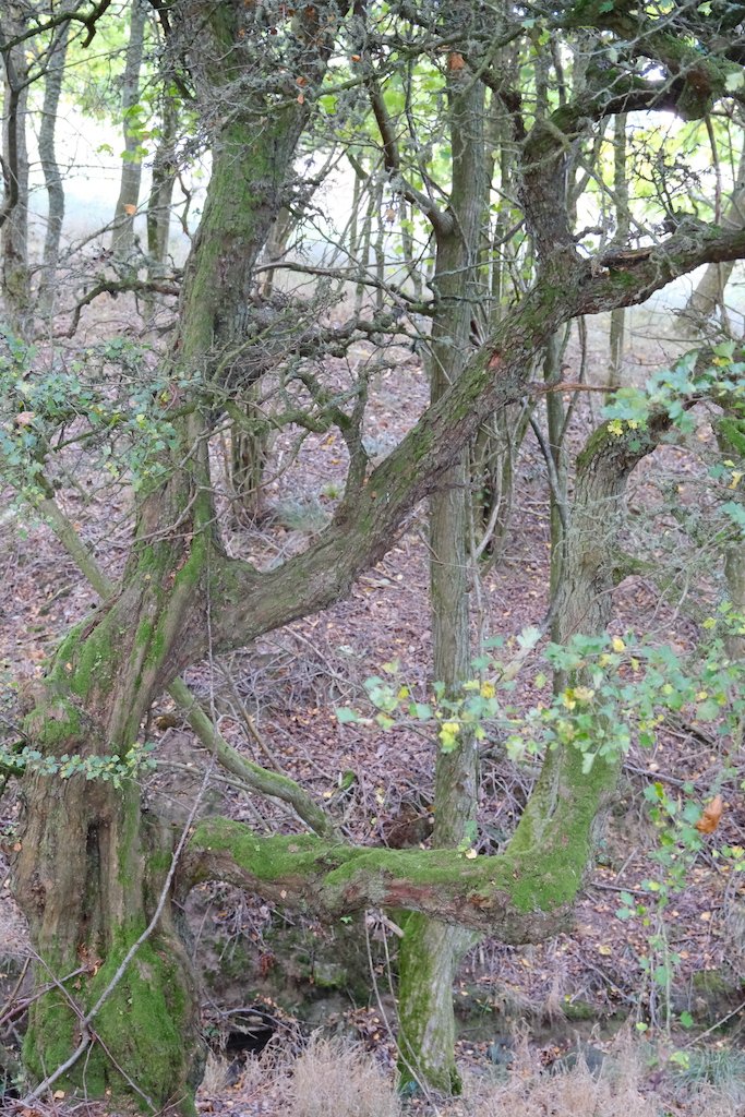 gnarly bendy tree in a woodland during autumn