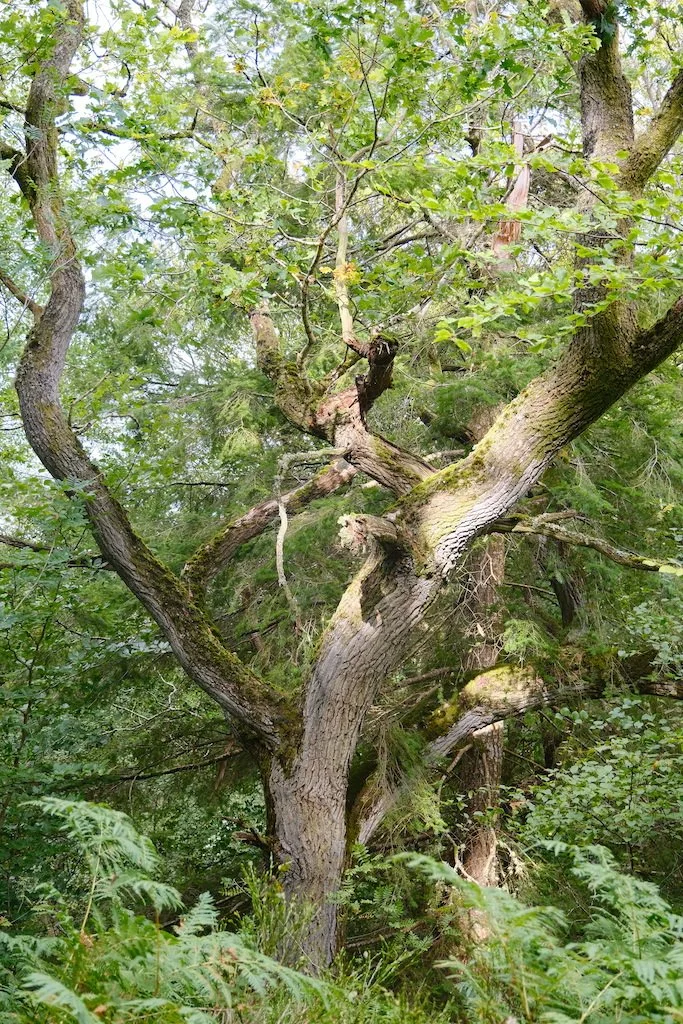 meet a tree in Holystone woods Coquetdale Northumberland