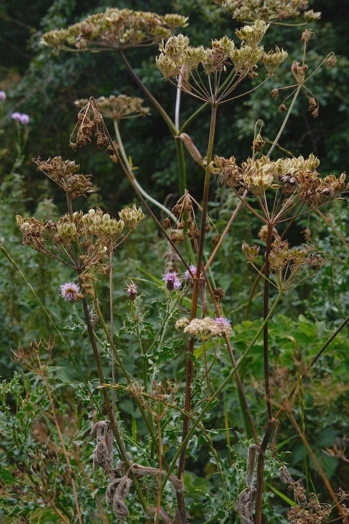 DSCF4125.JPG