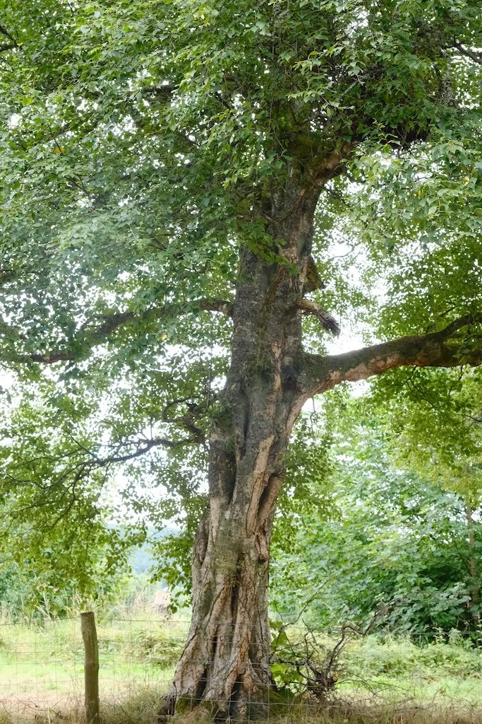 meet a tree of kielder forest and northumberland