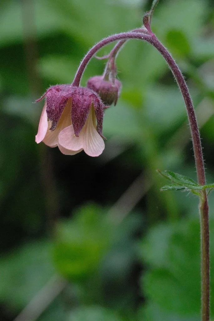 DSCF3287.JPG