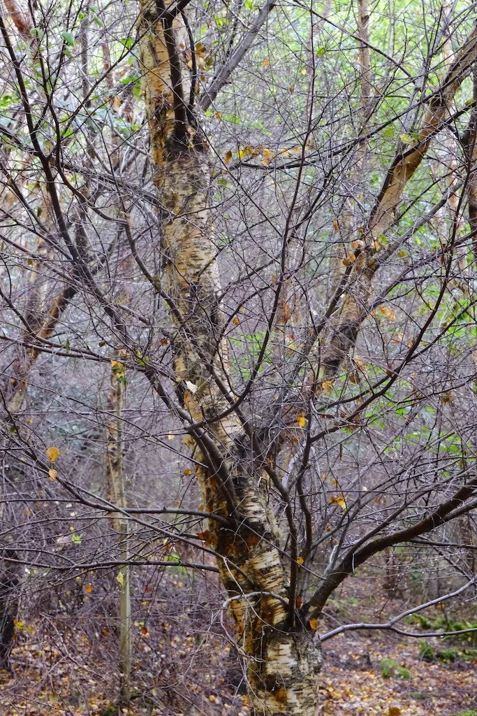 meet a tree in holystone woods coquetdale , silver birch