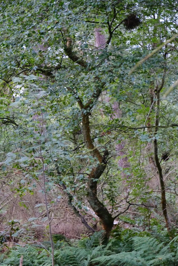 tree image in woodland