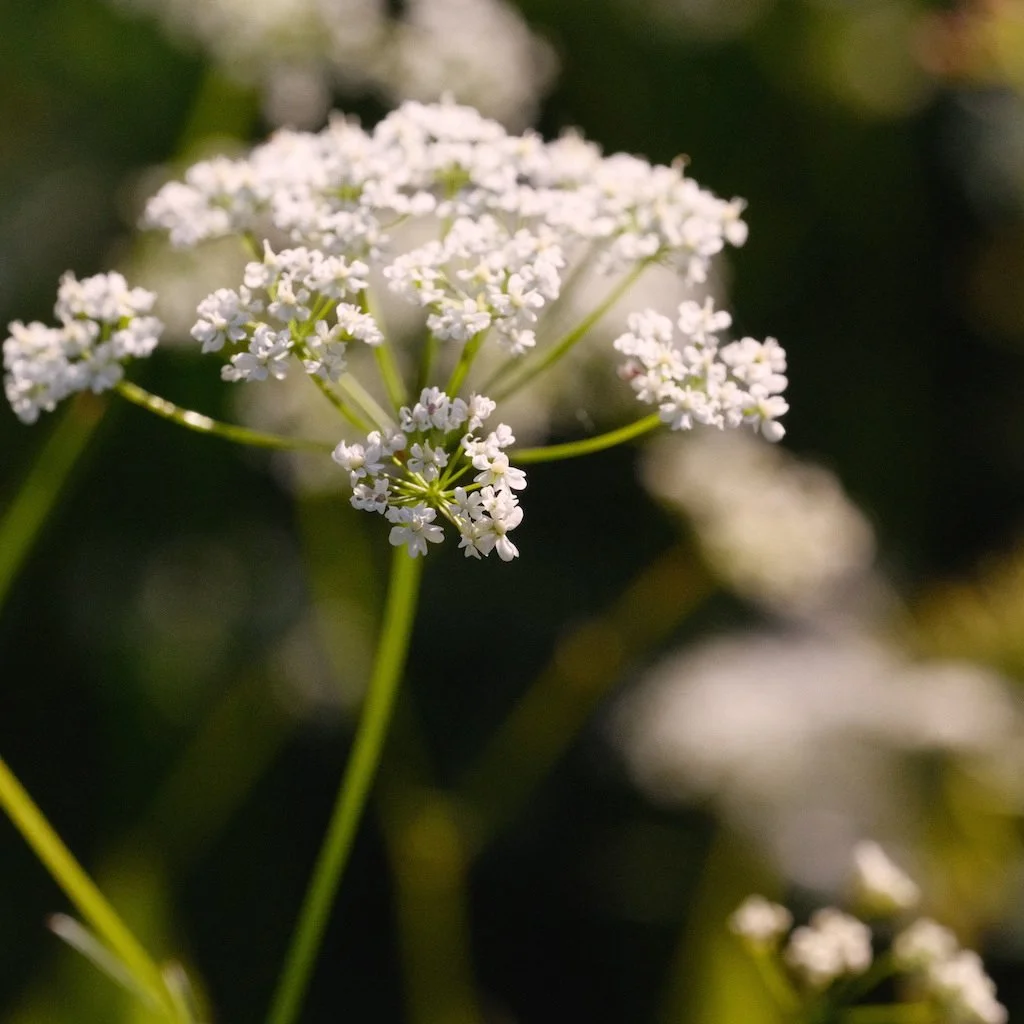 DSCF3711.JPG