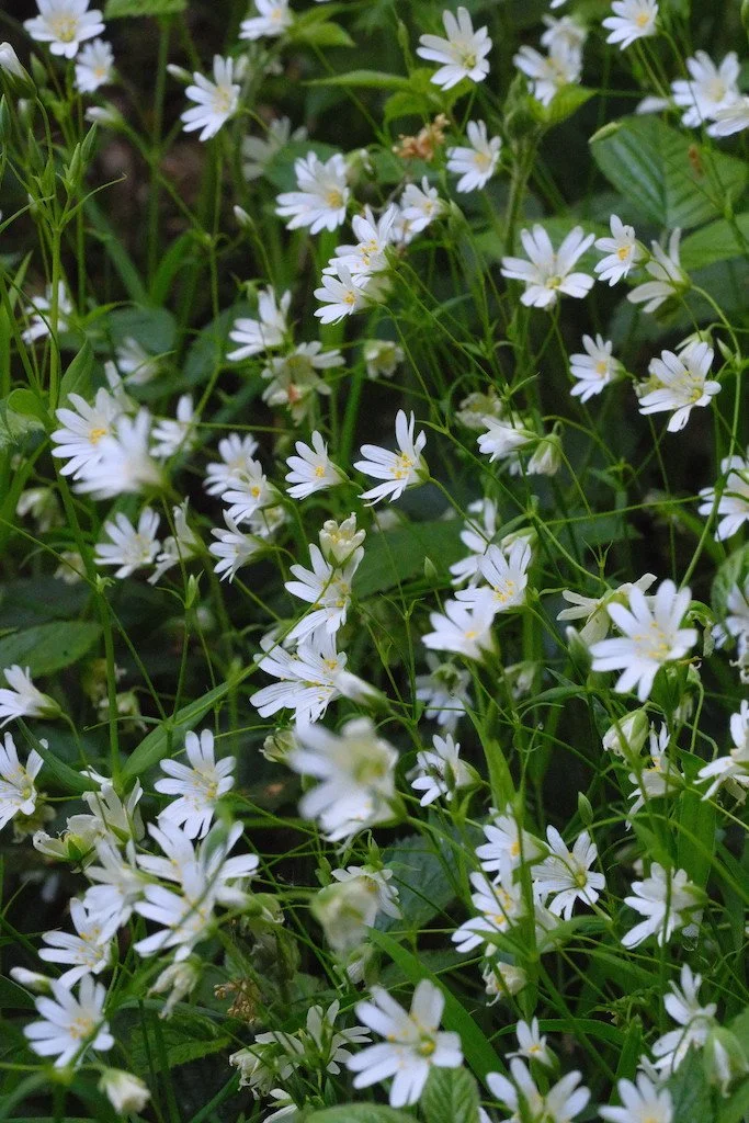 DSCF3599.JPG