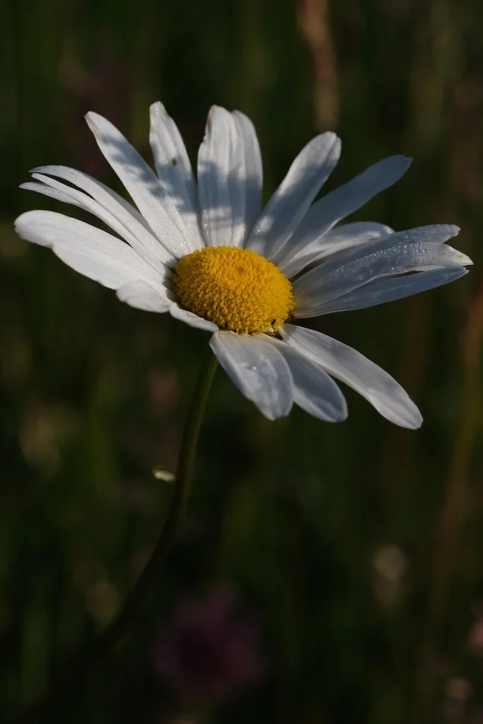 DSCF0026.JPG