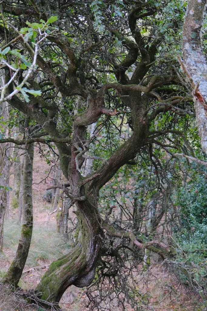 twisty gnarly old tree in a woodland in autumn