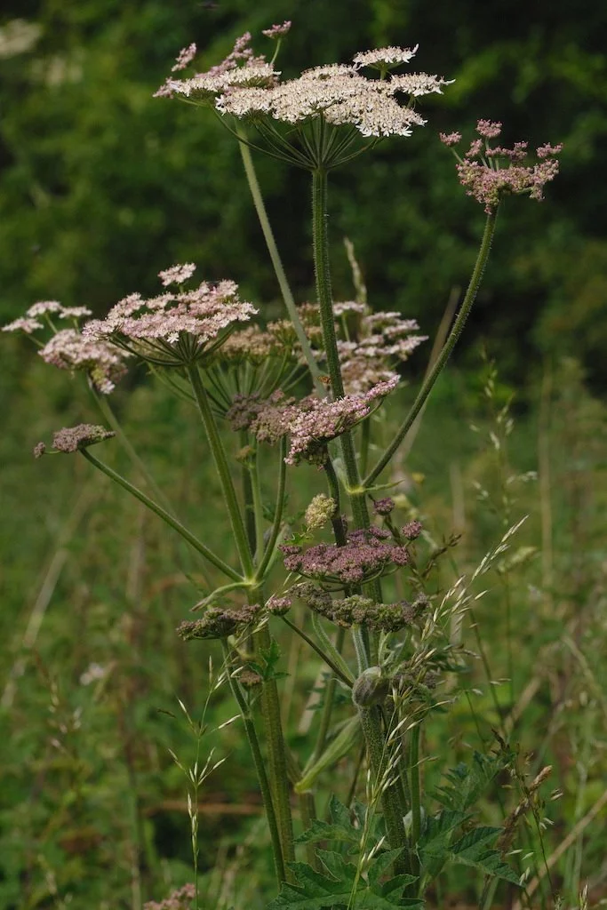 DSCF4014.JPG