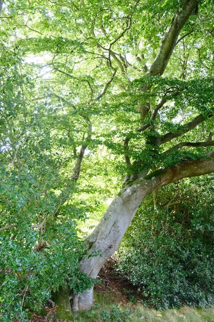 leaning tree in foliage with lower trunk white from lichen
