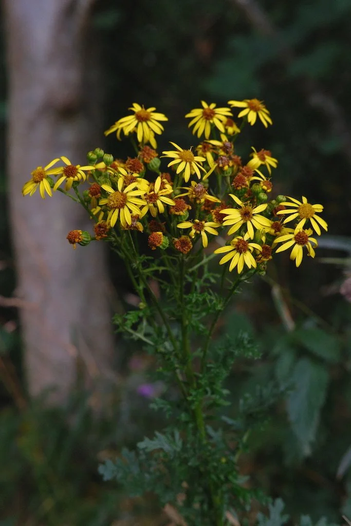 DSCF4133.JPG