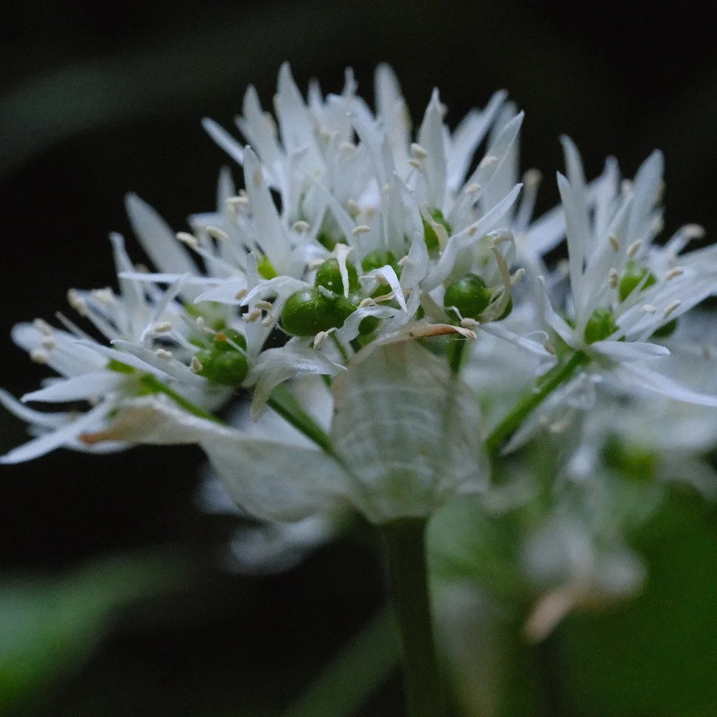 DSCF3582.JPG