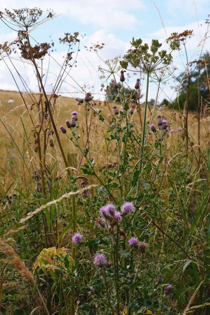 DSCF4113.JPG