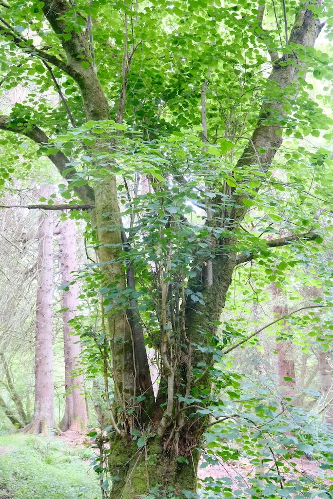 tree within sidwood kielder forest