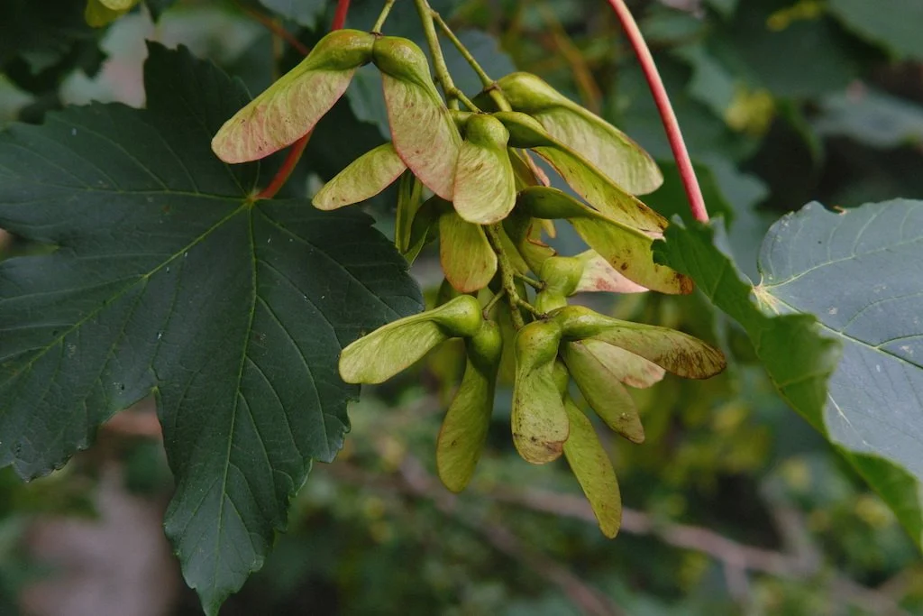 DSCF4130.JPG
