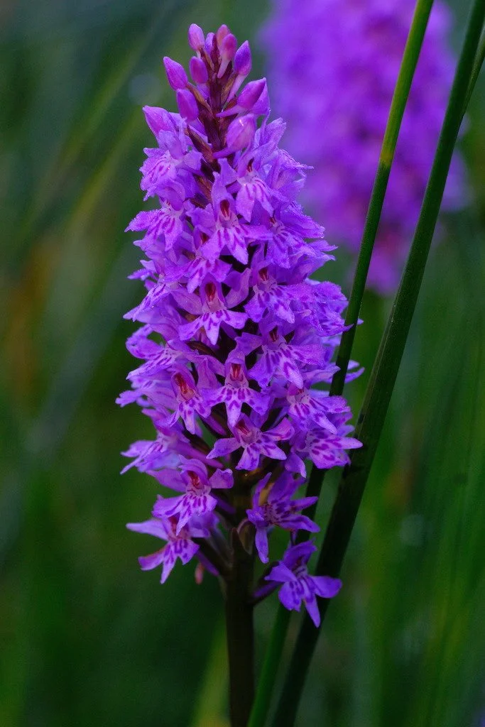 DSCF3881.JPG