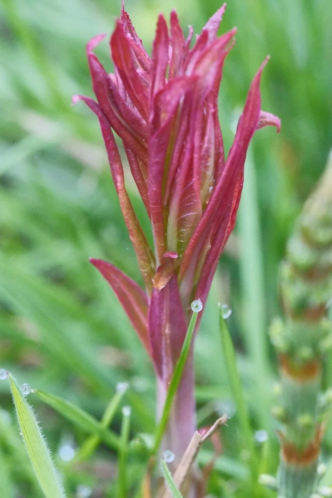 DSCF3203.JPG