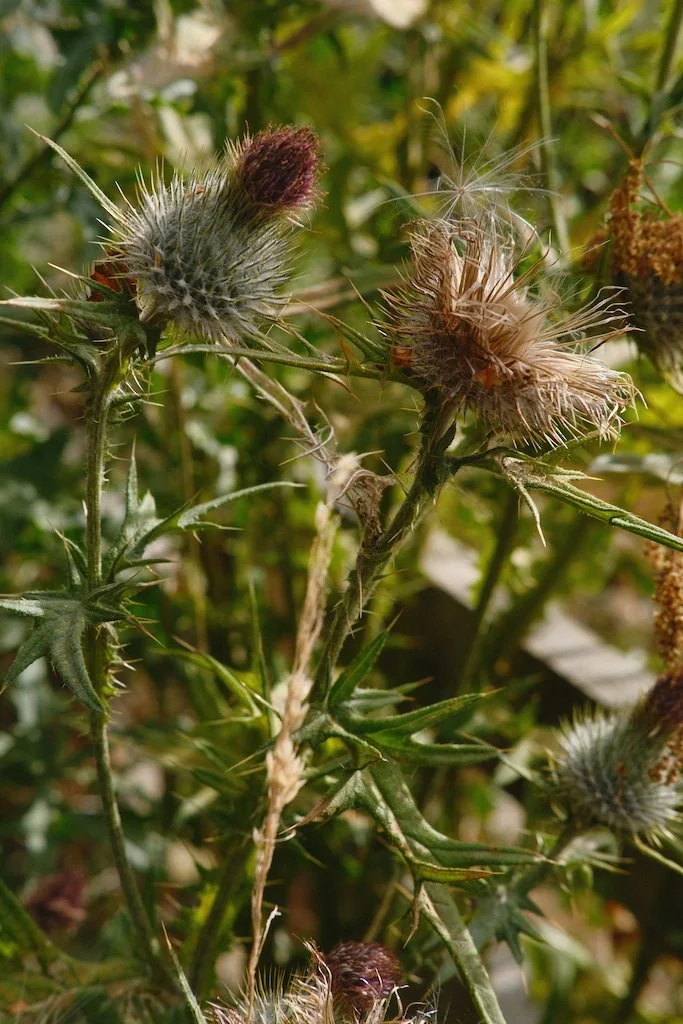 DSCF4137.JPG