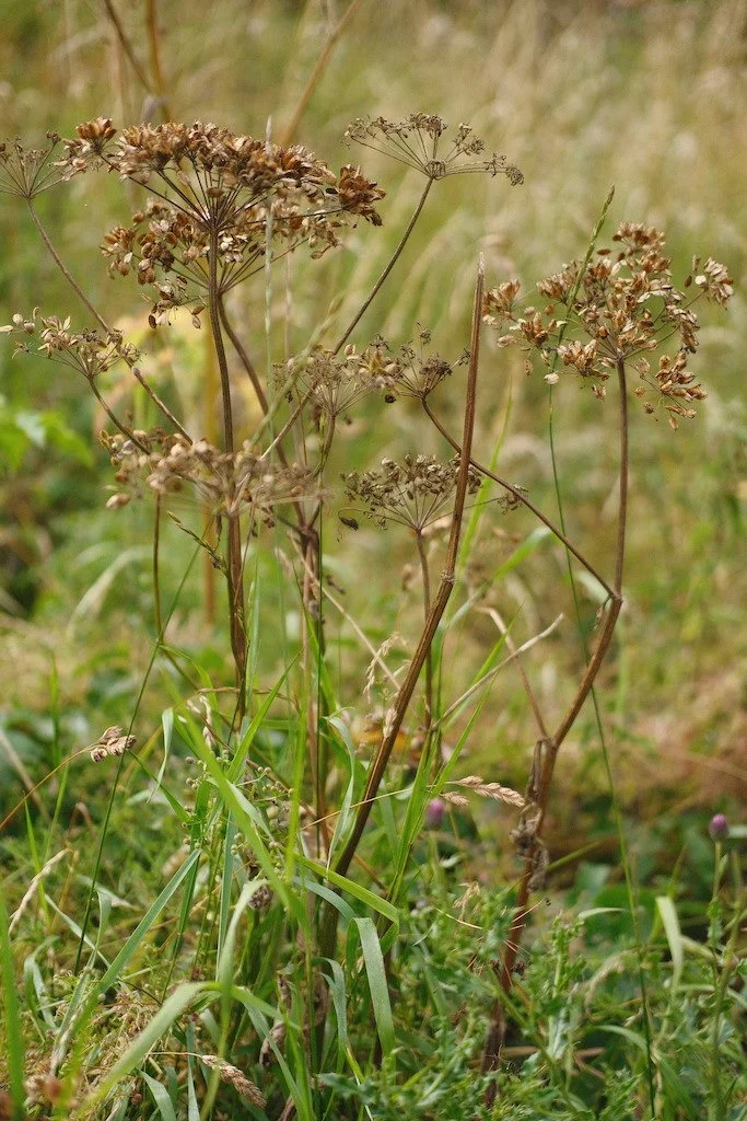 DSCF4126.JPG