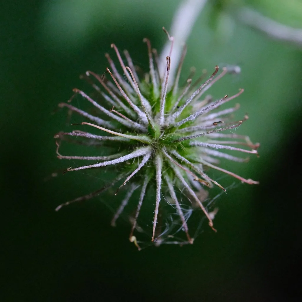 DSCF0135.JPG