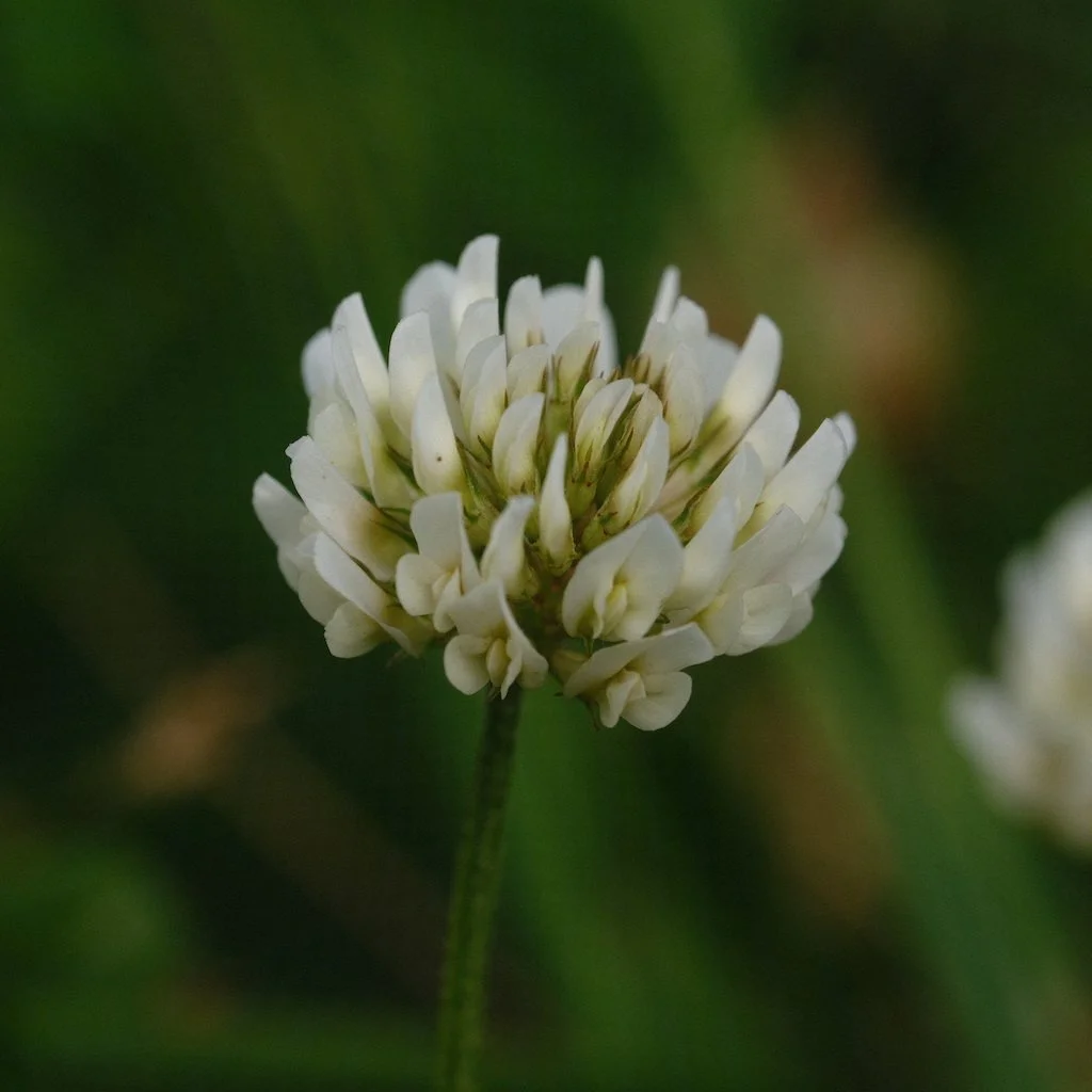 DSCF4016.JPG