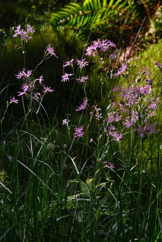 DSCF3896.JPG