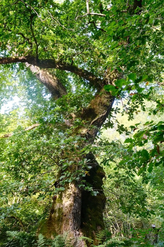 large woodland tree in early autumn full of leaves