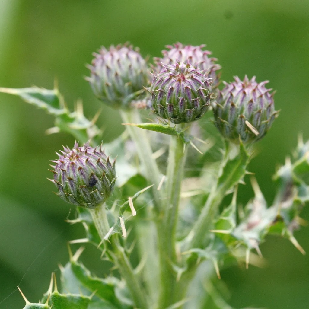 DSCF4034.JPG