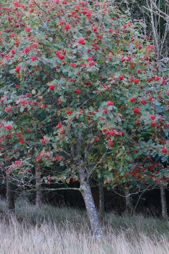 small rowan tree full of berries in early autumn