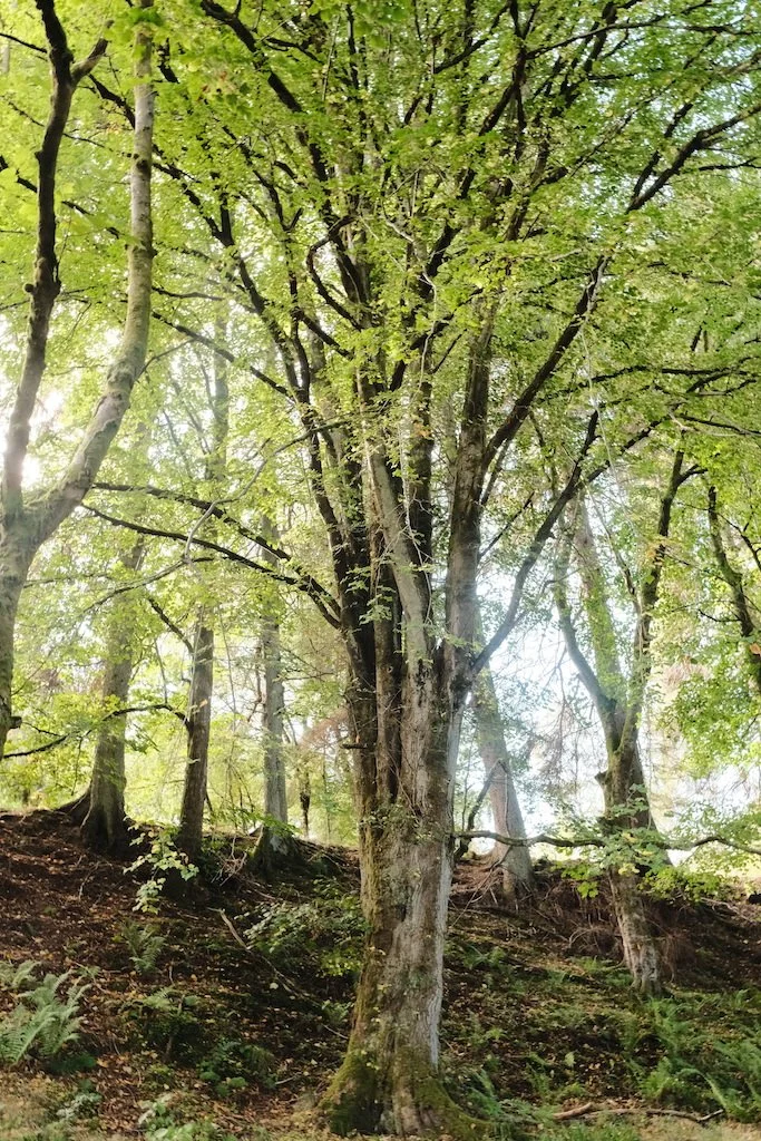 tree with vertical branches and light green in autumn as cholophyll breaks down