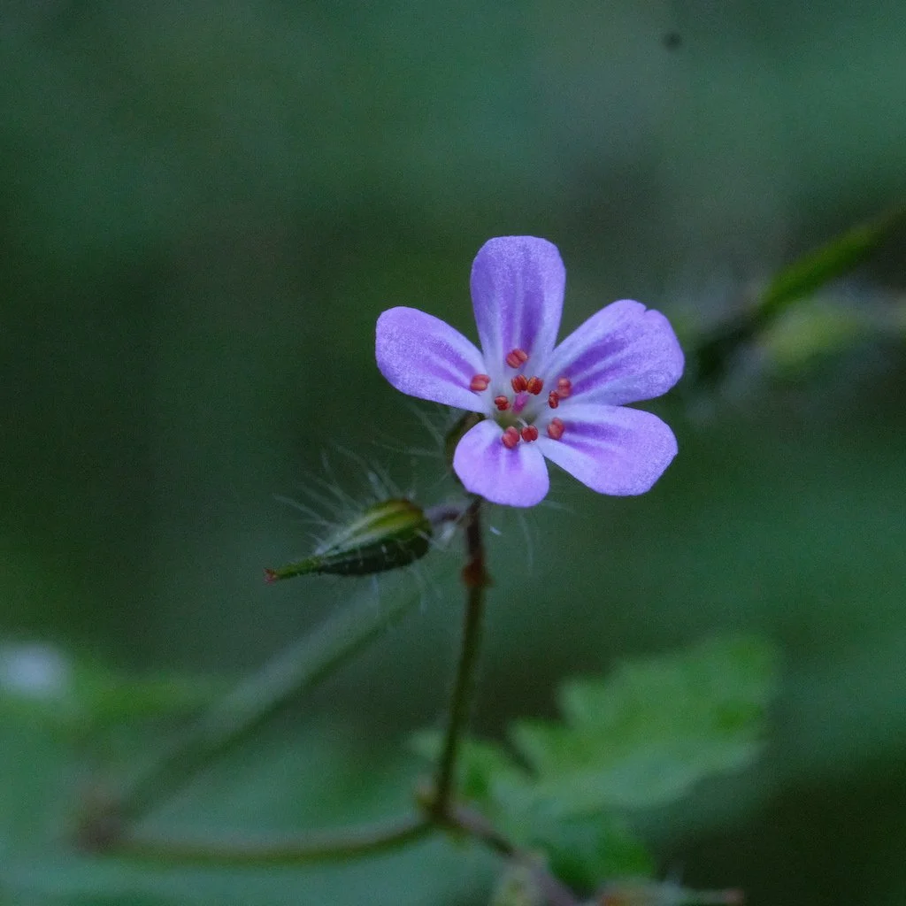 DSCF3964.JPG