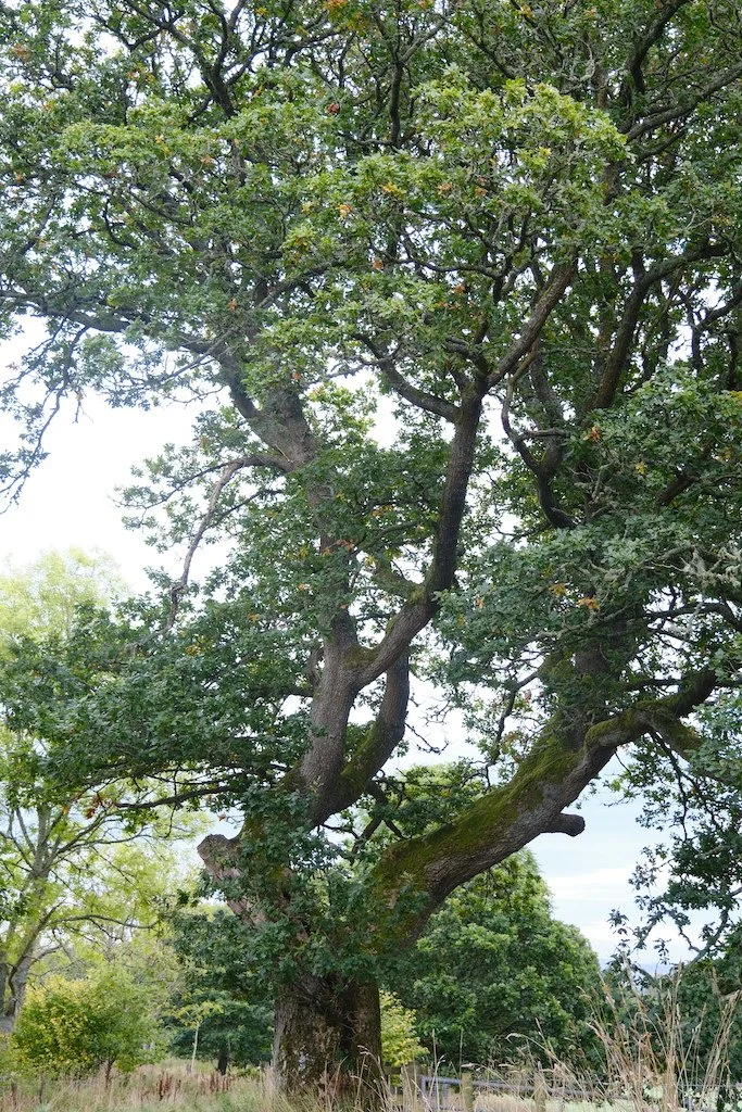 low single trunk with double branches very tall with leaves in autumn