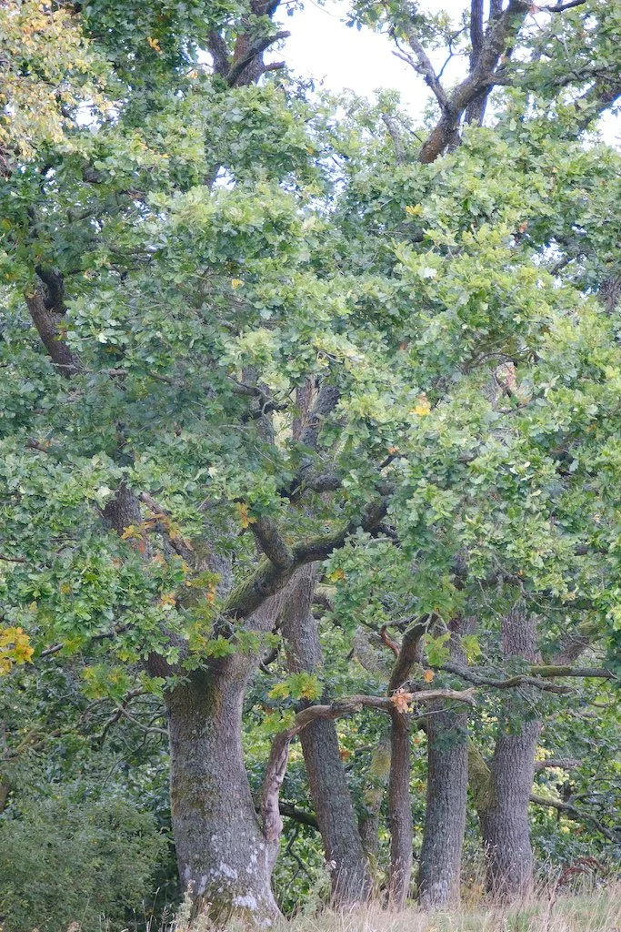 Row large trees slightly going into autumn leaves