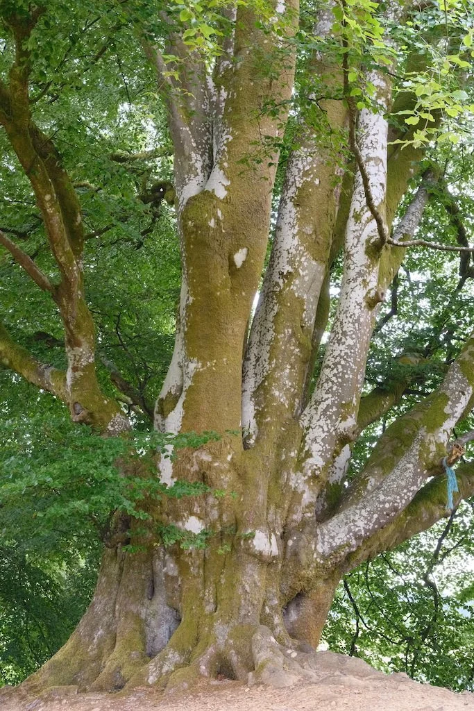 tree image.