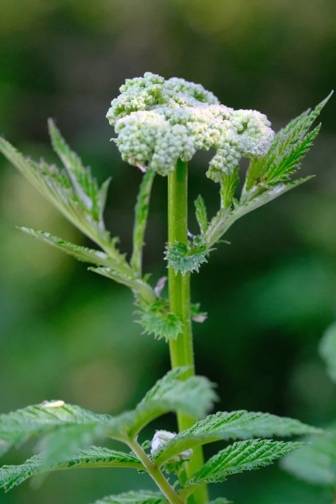 DSCF3876.JPG