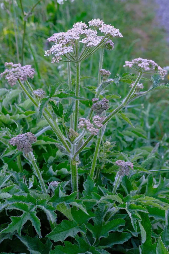 DSCF3546.JPG