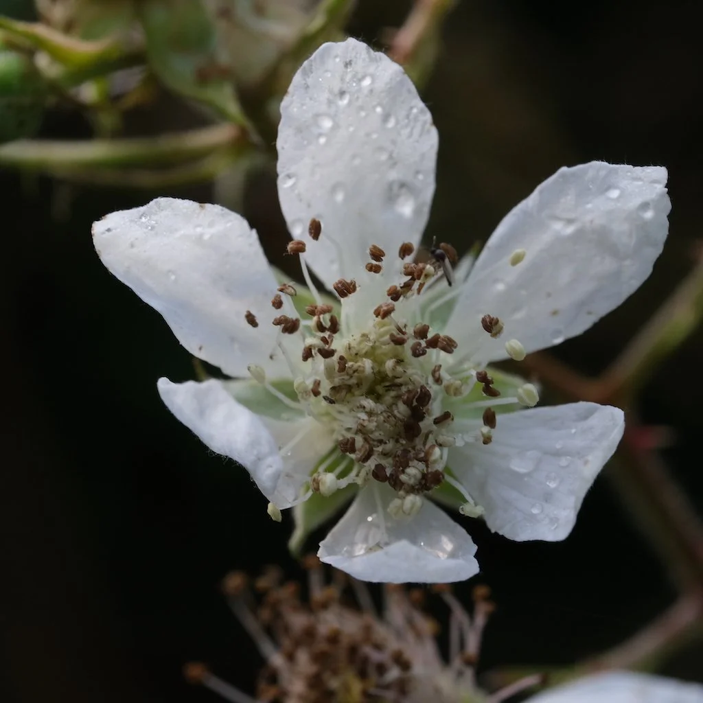 DSCF0005.JPG