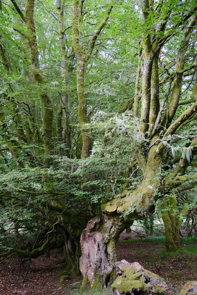 tree within sidwood kielder forest