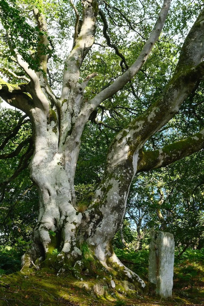 meet a tree in Holystone woods Coquetdale Northumberland