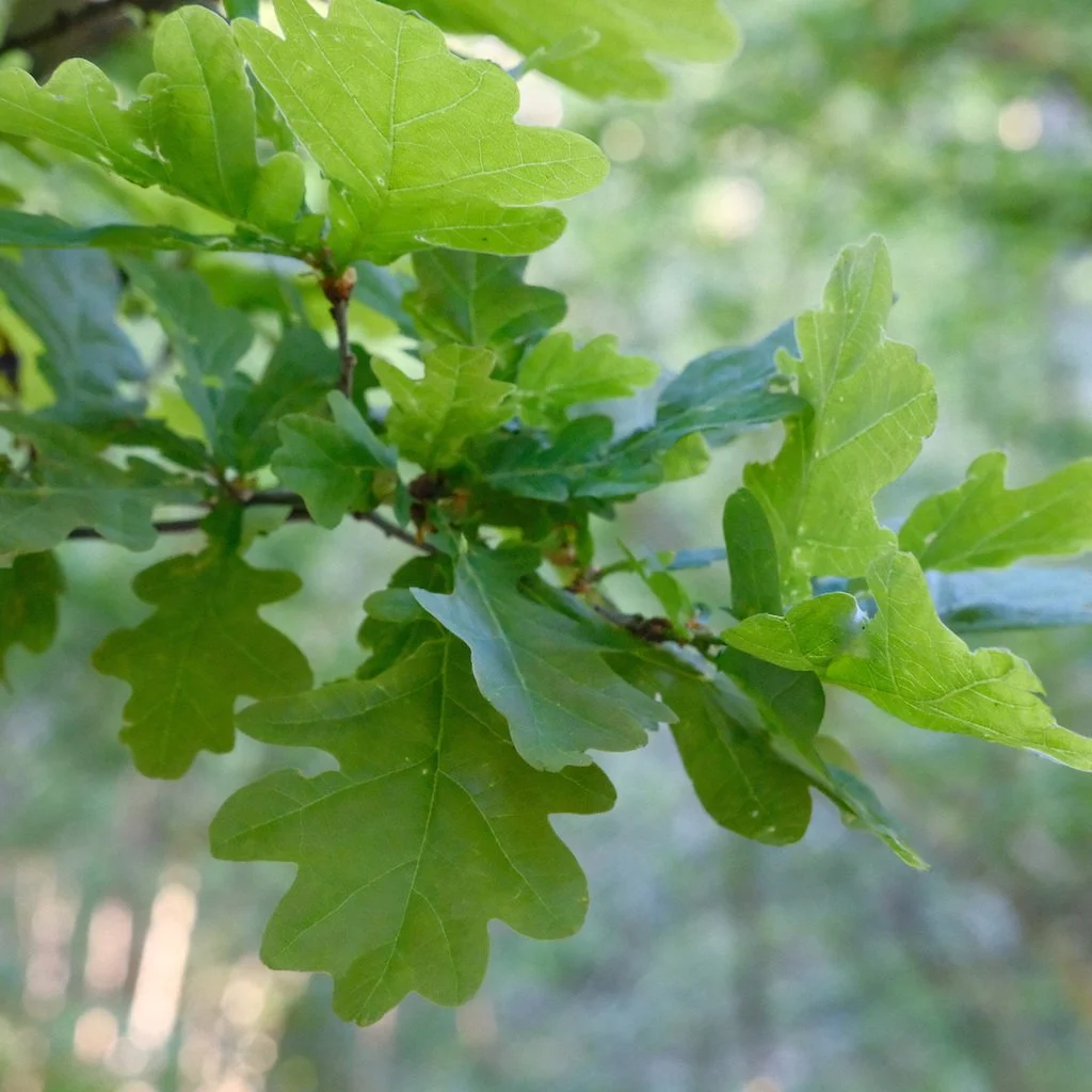 DSCF3562.JPG