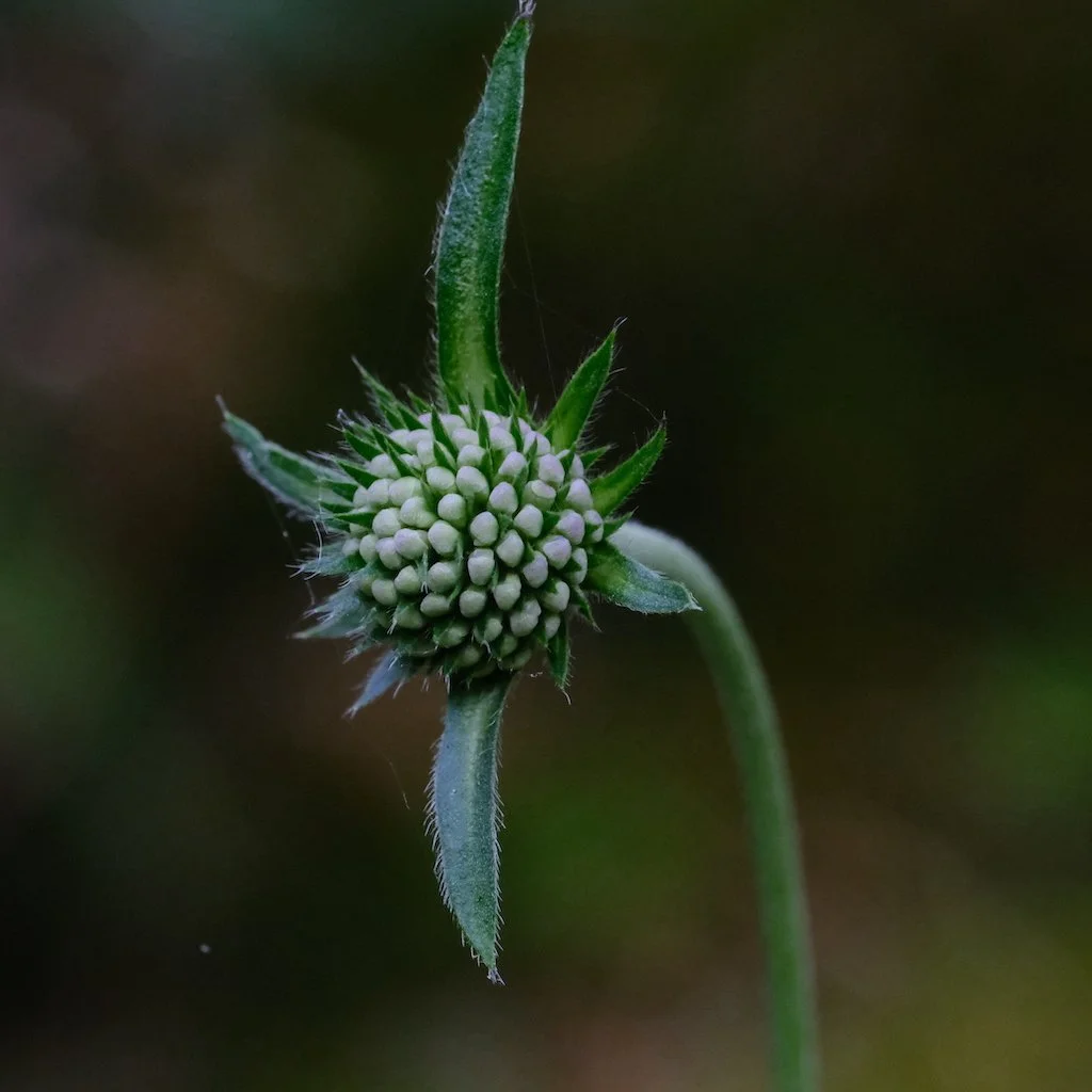 DSCF0146.JPG
