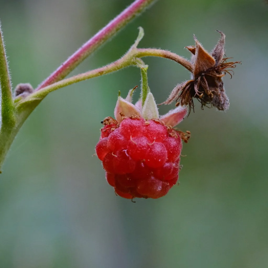 DSCF0249.JPG