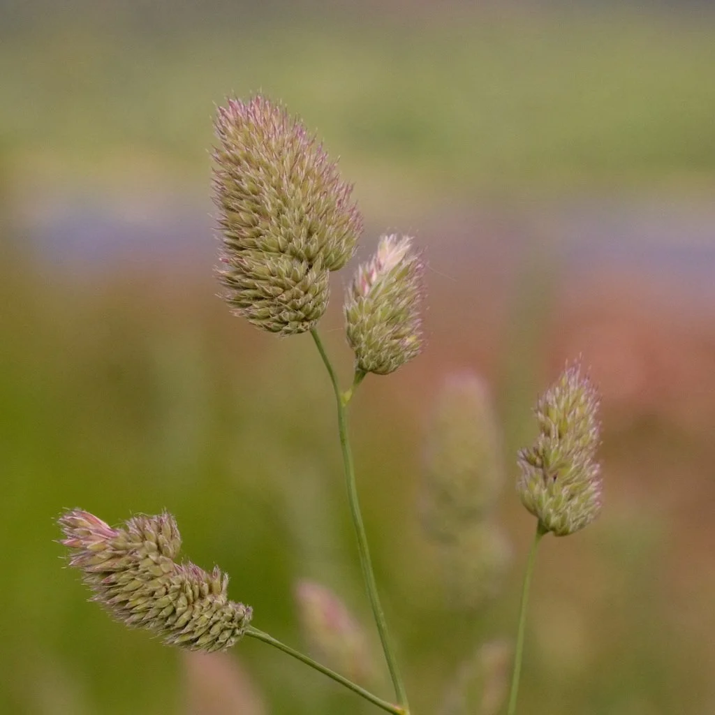 DSCF3671.JPG