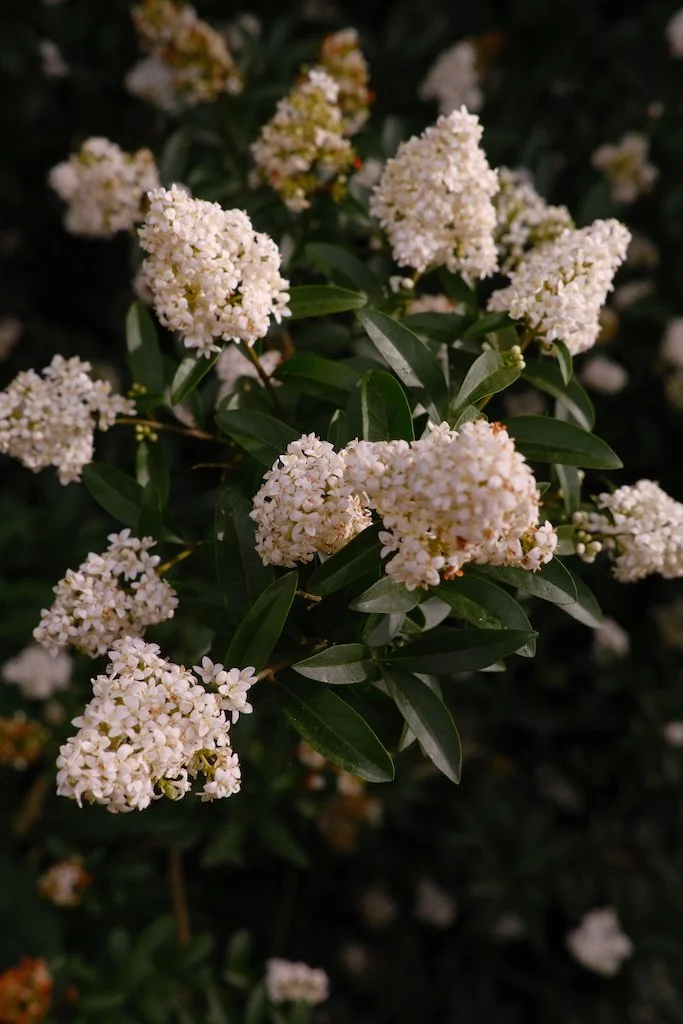 DSCF3913.JPG